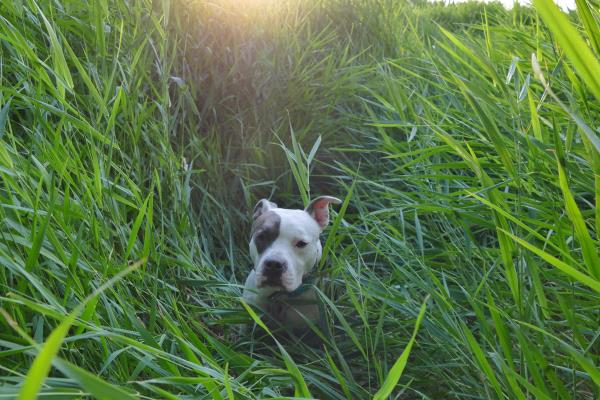 /Images/uploads/Humane Society of Utah/HSUCalendar/entries/761thumb.jpg